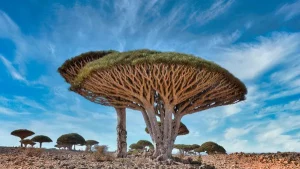 Dragon Blood Tree