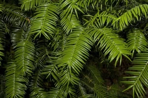 Florida Torreya