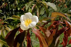 Franklinia alatamaha