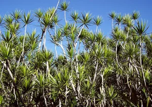 Madagascar Dragon Tree