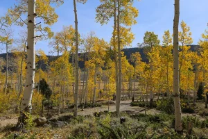 Populus tremuloides