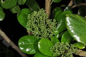 Pennantia baylisiana
