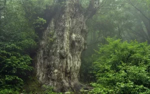 Cryptomeria japonica