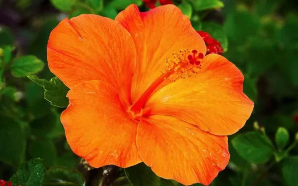 Top 15 Favorite Orange Flowers (Plus Pictures!)