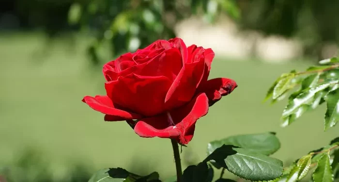Top 10 Biggest Roses in the World