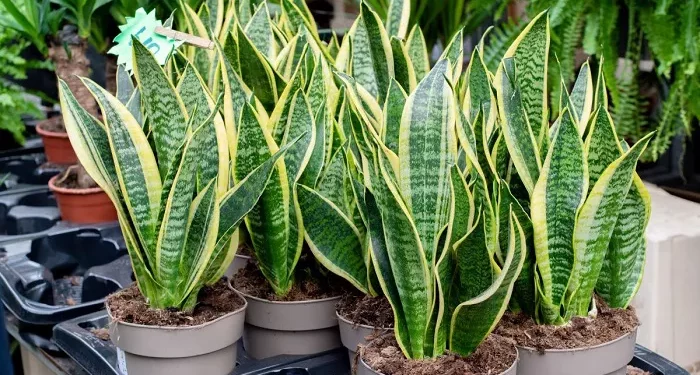 Top 10 Most Beneficial Plants to Have Indoors