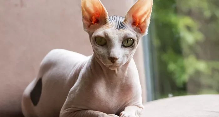 Top 10 Popular American Cat Breeds