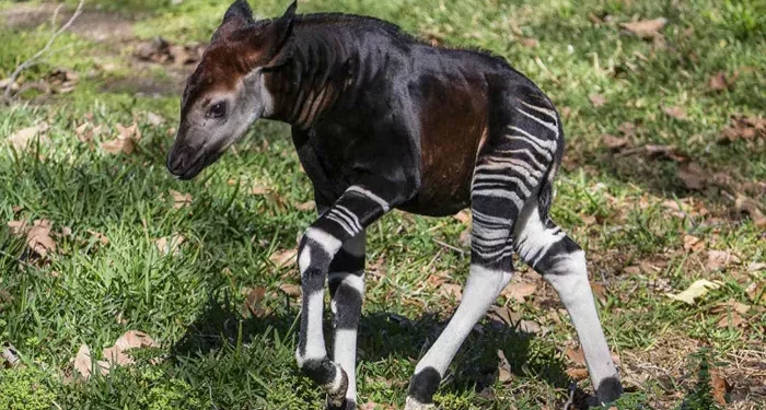 Top 10 Most Mysterious Animals in the World