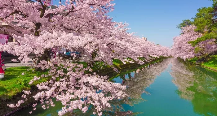 Top 10 Most Delicate Flowers on Earth