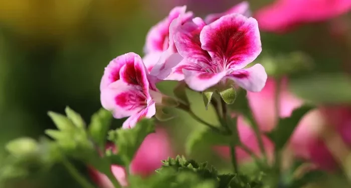 Top 10 Best Flowers to Repel Bees