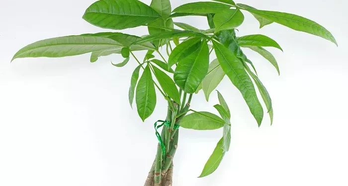 Top 10 Most Lucky Plants in the World