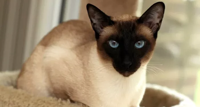 Top 10 Easiest Cat Breeds to Take Care Of