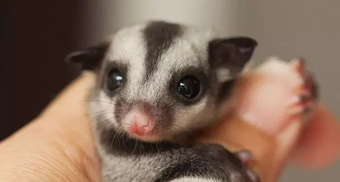 Top 10 Coolest Pets to Own