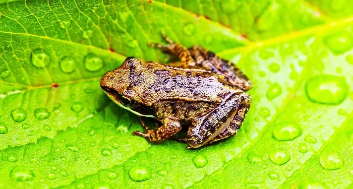Brazilian Flea Toad May Be the World’s Smallest Vertebrate