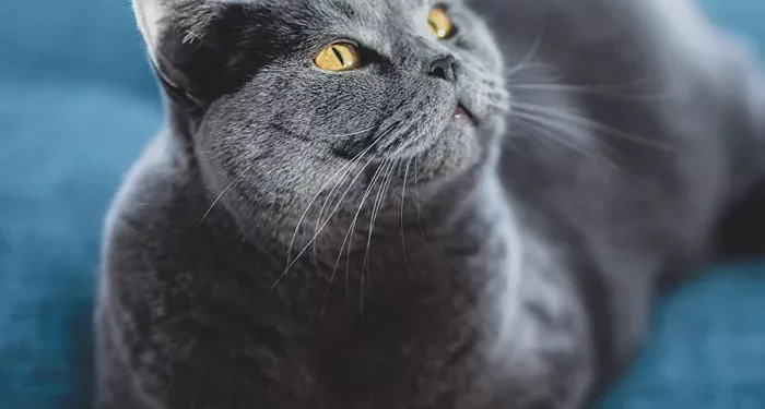 Top 10 Best Black Cat Breeds in the World