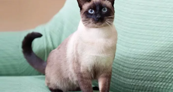Top 10 Best Mouse Catching Cats in the World