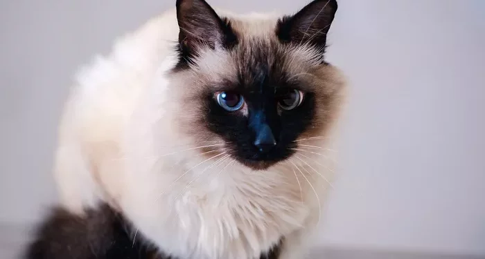 Top 10 Cat Breeds for People with Allergies