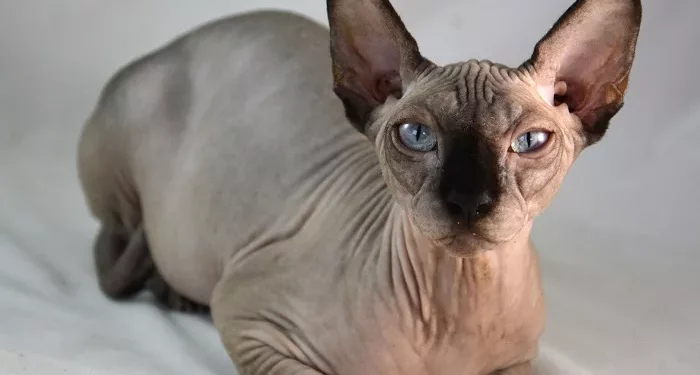 Top 10 Cat Breeds That Live the Shortest in the World