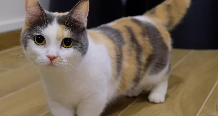 Top 10 Cutest Small Cat Breeds in the World