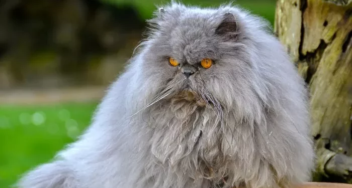 Top 10 Best Breeds of Cats for Indoors in the World
