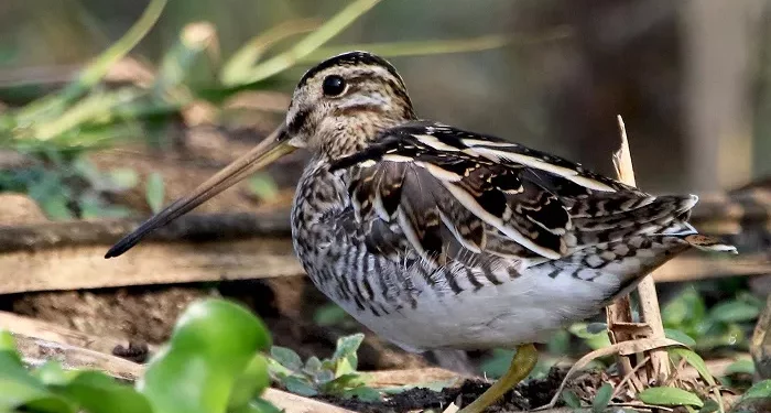 Top 10 Loudest Animals in the World