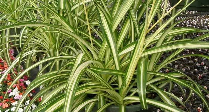 Top 10 Cheap Sympathetic Plants in the World