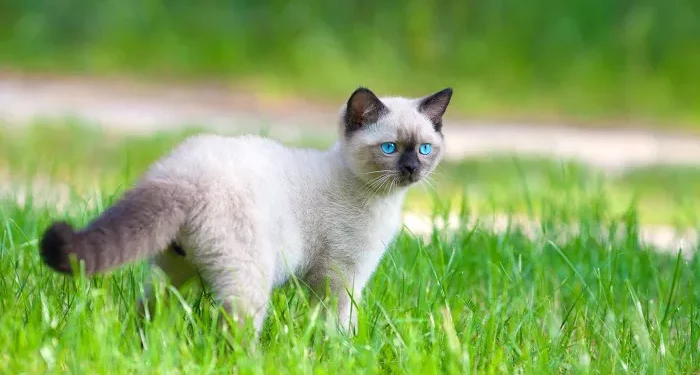 Top 10 Cats That Don’t Cause Allergies in the World