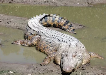 Top 10 Biggest Animals Alive in the World