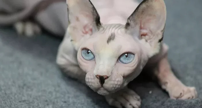 Top 10 Cool Cat Breeds in the World