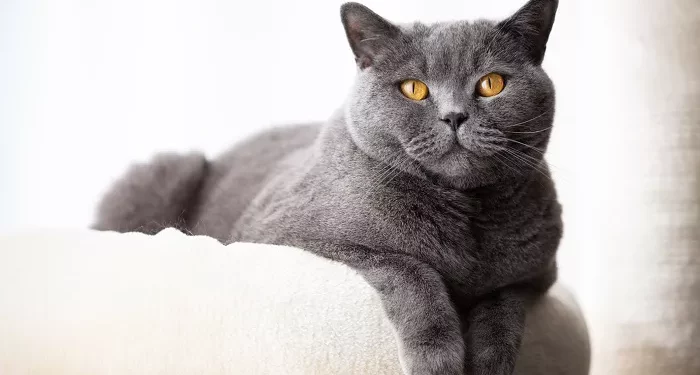 Top 10 Nice Cat Breeds in the World