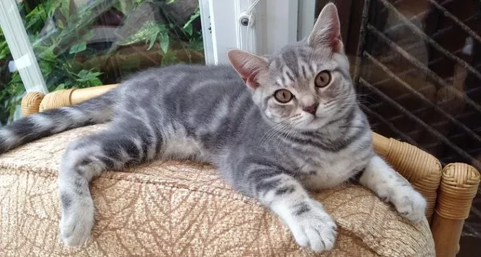 Top 10 Cutest British Shorthair Cats in the World