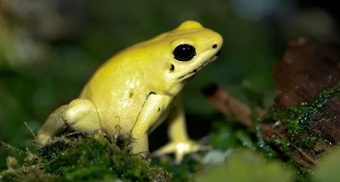Top 10 Most Venomous Animals in the World