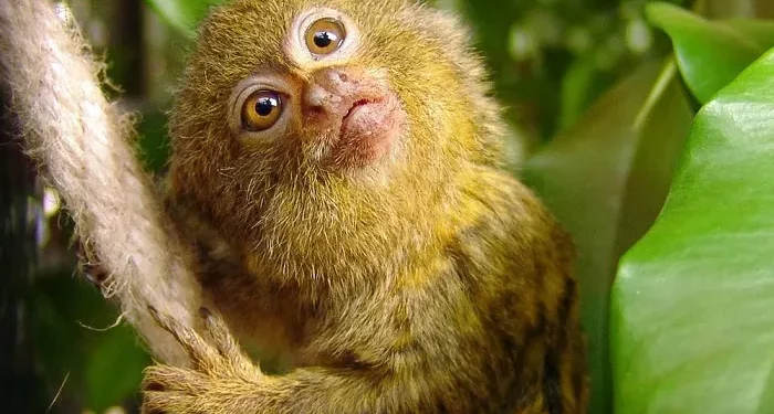 Top 10 Smallest Monkey Breeds in the World