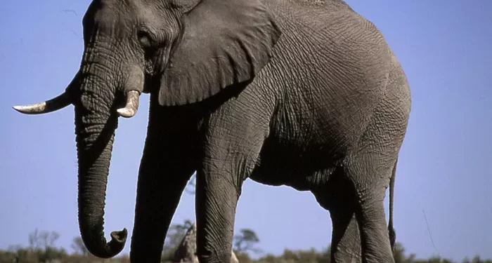 Top 10 Largest Living Animals on Earth