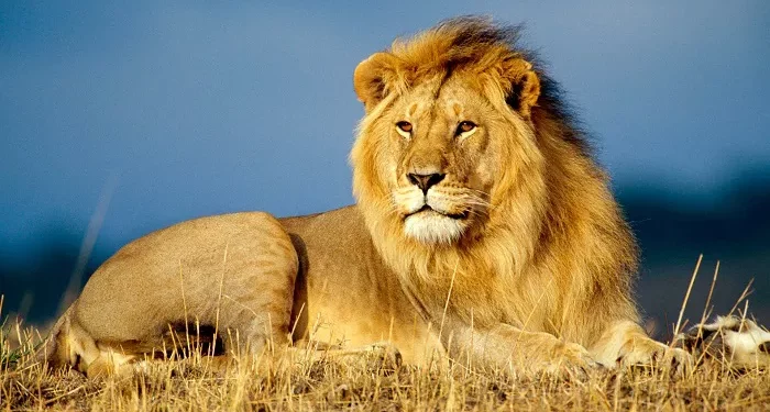 Top 10 Biggest Cats in the World