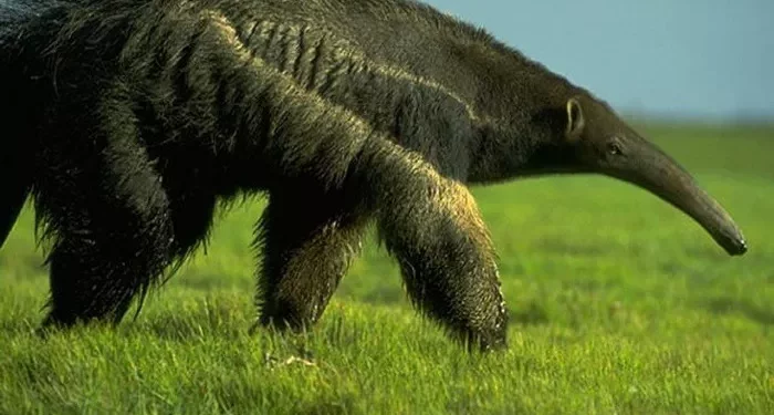 Top 10 Mammals That Do Not Have Teeth