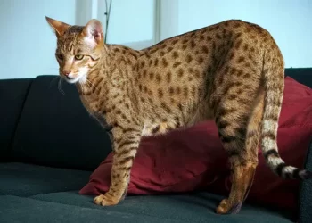 Top 10 Most Expensive Domestic Cat Breeds in the World