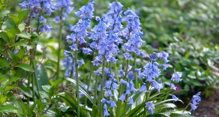 10 Most Common Flowers in England