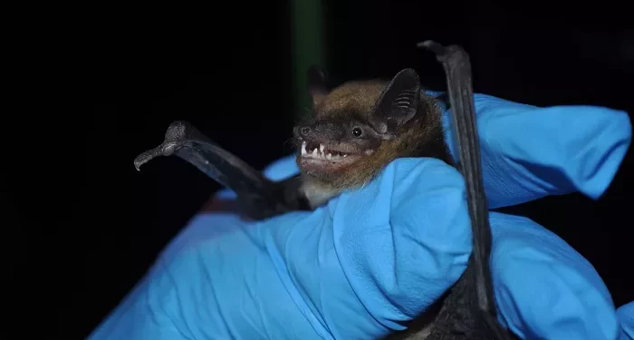 Top 10 Tiniest Animals in the World