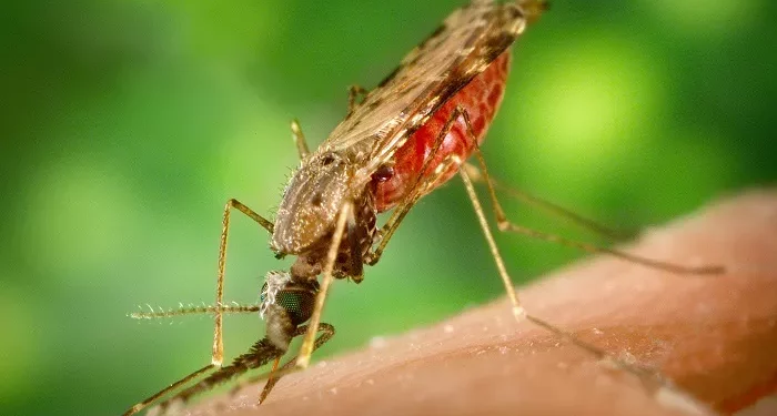 Top 10 Deadliest Animals in the World