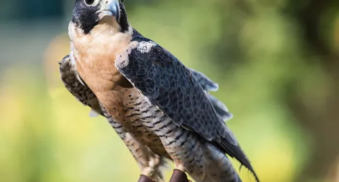 Top 10 Fastest Creatures on Earth