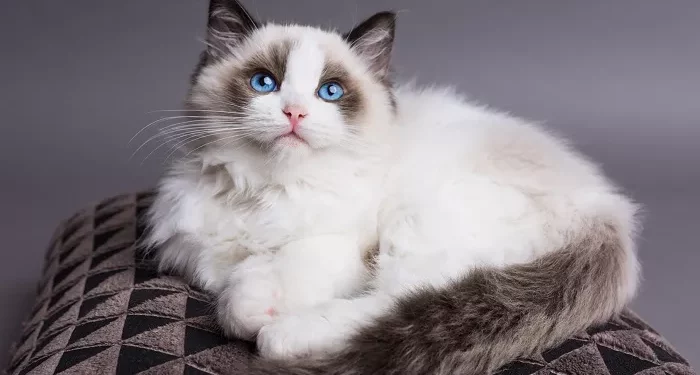 Top 10 Best Indoor Cats for Families in the World