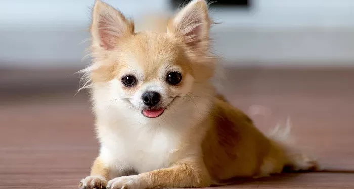 Top 10 Cutest Dogs That Stay Small in the World