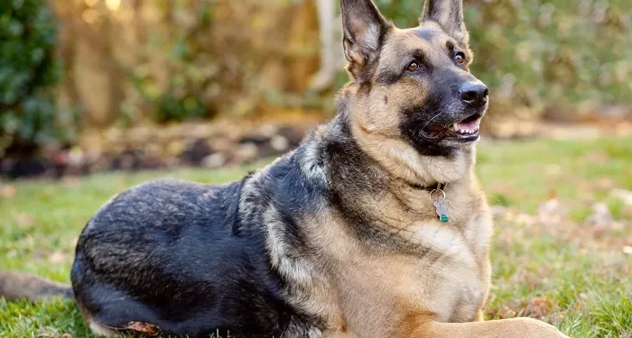 Top 10 Most Popular Dogs in Germany