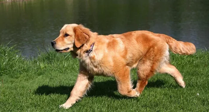 Top 10 Best Large Dogs That Get Along With Cats