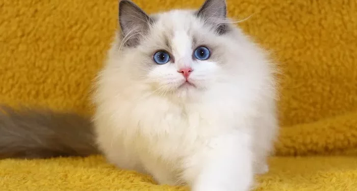 Top 10 Best Cat Breeds for New Owners