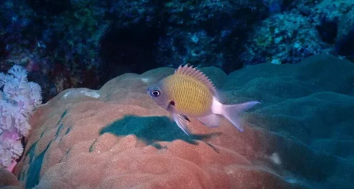 Top 10 Smallest Fish in the World