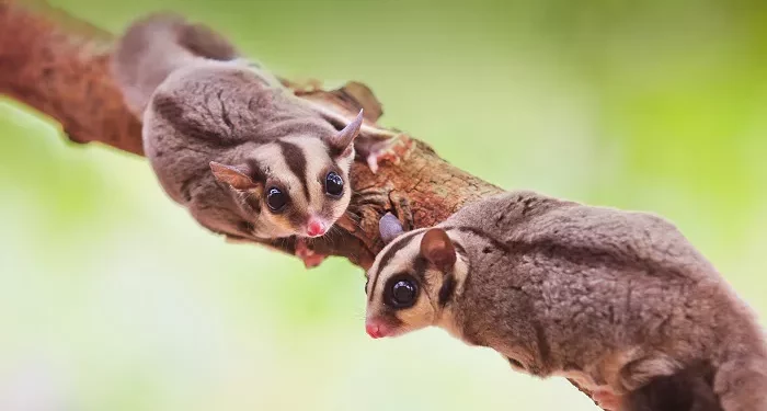 Top 10 Coolest Pets to Own in the World