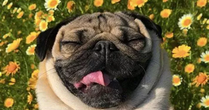 What Is the Top 10 Cutest Pug in the World