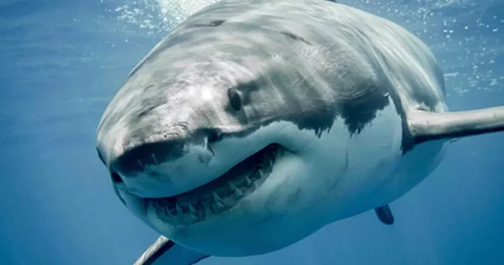 Top 10 Deadliest Animals in the World